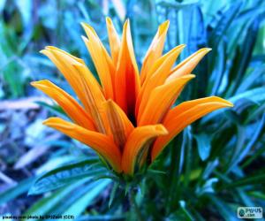 Puzzle Εξωτικό πορτοκαλί λουλούδι